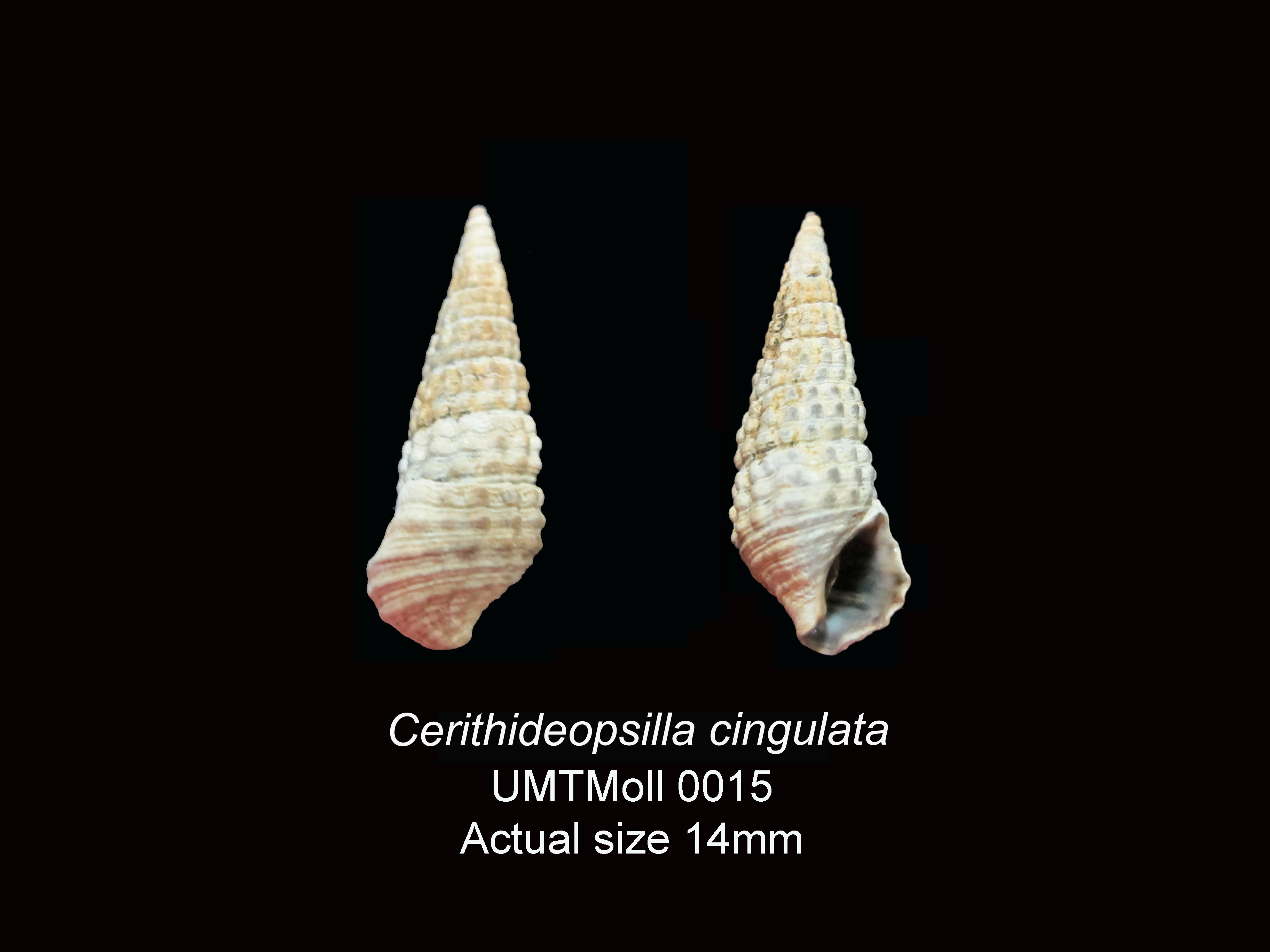 Specimen image